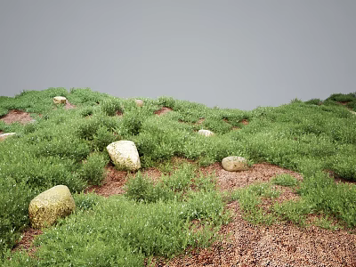 Lush Green Grass and Wild Plants on Rocky Natural Grassland with Stones 3d model
