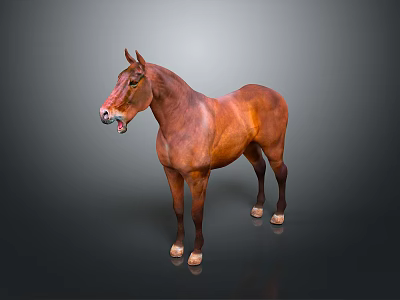 Realistic Brown Standing Horse On Dark Background With Clear Reflection 3d model