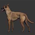 Brown Dog With Erect Ears Open Mouth And Tongue Out On Dark Background