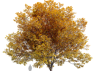 Autumn Tree Landscape Tree 3d model