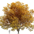 Autumn Tree Landscape Tree 3d model