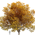 Autumn Tree Tree Tree Landscape Tree 3d model