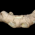 Fresh Raw Ginger Root Natural Organic Vegetable With Rough Skin Texture