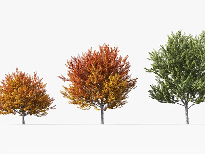 Three Arbor Trees With Orange Yellow Red And Green Foliage In Row 3d model