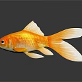 Bright Orange Goldfish With White Fins And Tail On Dark Background Surface
