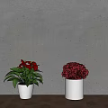 Colorful Potted Plants With White And Black Pots Against Gray Wall On Wooden Floor