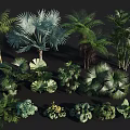 Various Tropical Flowers and Plants with Ferns Palm Trees and Large Green Leaves