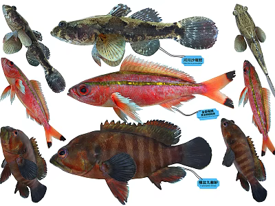 Various Aquatic Animals Including Goby Tuna Grouper And Other Fish Species 3d model