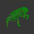 Red Weevil With Textured Body Long Snout Six Legs On Dark Background With Reflection
