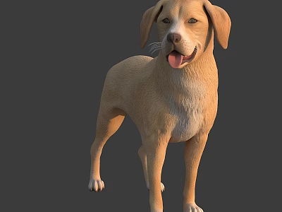 Light Brown Dog Standing With Friendly Expression Tongue Out On Gray Background 3d model