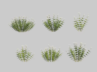 Green Shrubs With White Small Flowers In Various Natural Growth Forms 3d model