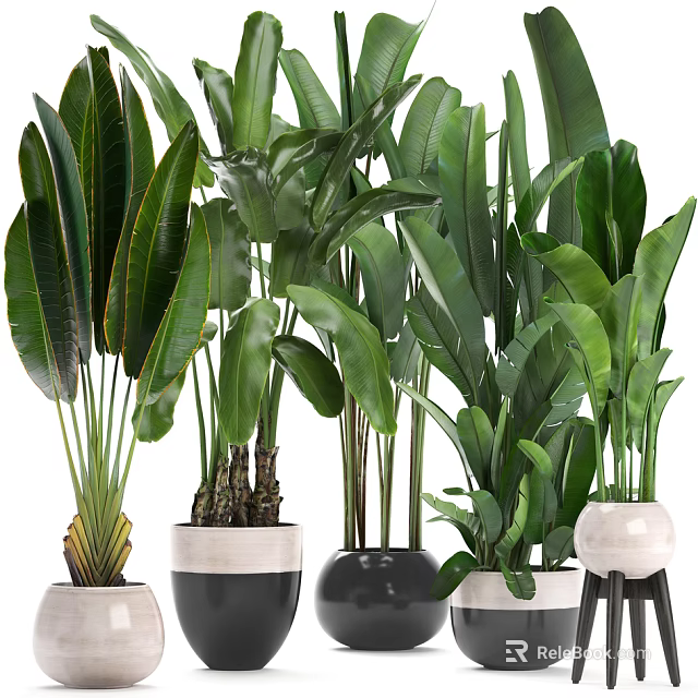 Indoor Potted Plants with Large Green Leaves and Decorative White Black Pots on Stand 3d model 
