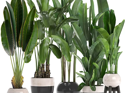 Indoor Potted Plants with Large Green Leaves and Decorative White Black Pots on Stand 3d model