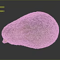Fresh Ripe Green Avocado With Natural Rough Skin Texture For Daily Life