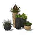 Bonsai Potted Plants In Various Planters With Lush Green Foliage And Flowers