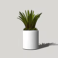 Indoor Potted Plant With Green Long Leaves In White Cylindrical Pot