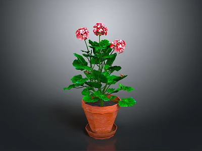Geranium Plant With Red And White Flowers Green Leaves In Terracotta Pot 3d model