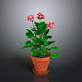 Geranium Plant With Red And White Flowers Green Leaves In Terracotta Pot