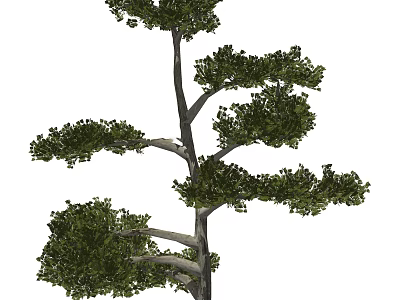 Lush Green Arbor With Multi Branched Trunk And Dense Foliage For Landscaping 3d model