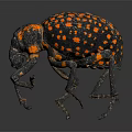 Colorful Flying Insect Beetle With Black Body And Orange Spots