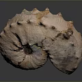 Ammonite Sculpture Carving With Spiral Design Iridescent Surface And Natural Texture 3d model