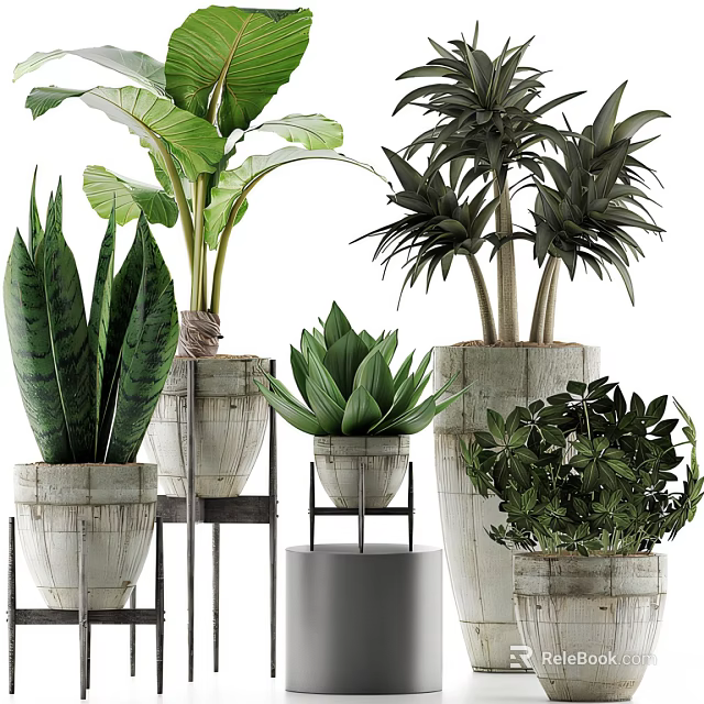Bonsai Potted Plants With Various Green Foliage In Ceramic And Wooden Pots For Home Decor 3d model 