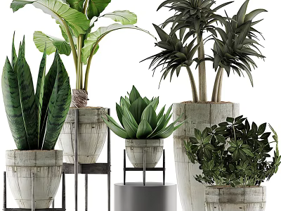 Bonsai Potted Plants With Various Green Foliage In Ceramic And Wooden Pots For Home Decor 3d model