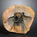 Fossilized Ancient Creature With Preserved Organs And Hair Like Setae On Stone