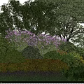 Bushes With Purple Flowers Surrounded By Green Trees In Garden Landscape With Various Plants