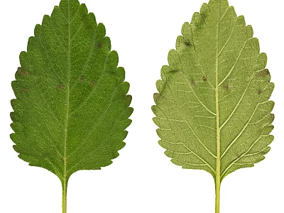 Two Fresh Green Leaves With Detailed Veins And Serrated Edges Close Up 3d model