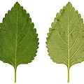 Two Fresh Green Leaves With Detailed Veins And Serrated Edges Close Up