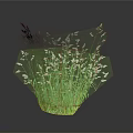 Lush Green Grass with Tiny White Flowers Against Dark Background Showing Reflection