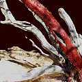 Withered Plants With Prominent Red Branch White Branches And Dry Grass On Dark Background