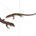 Two Small Brown Black Striped Lizards With Long Tails Crawling On White Background