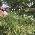 Lush Garden Shrubs With Pink Flowers Green Grass And Serene Pond Surroundings