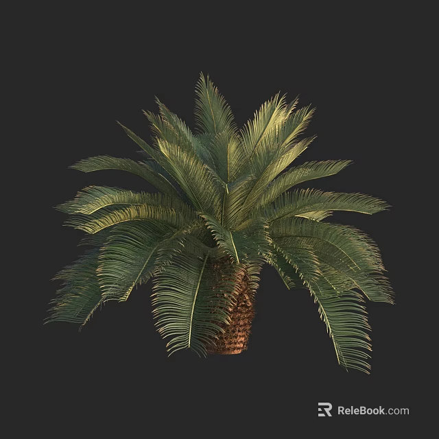 Lush Green Palm Tree with Feathery Fronds and Brown Trunk in Isolated View 3d model 