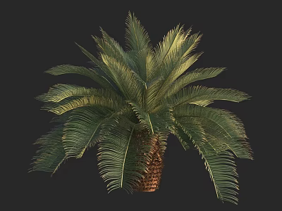 Lush Green Palm Tree with Feathery Fronds and Brown Trunk in Isolated View 3d model