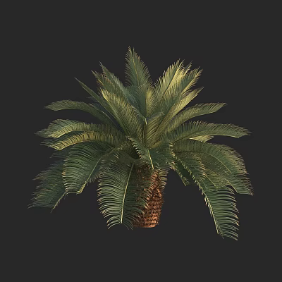 Lush Green Palm Tree with Feathery Fronds and Brown Trunk in Isolated View 3d model