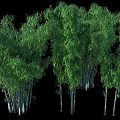 Lush Green Bamboo Plants With Tall Stems And Fresh Leaves In Natural Scene