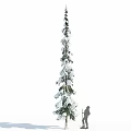 Tall Snow Covered Tree With Person Silhouette In Winter Landscape