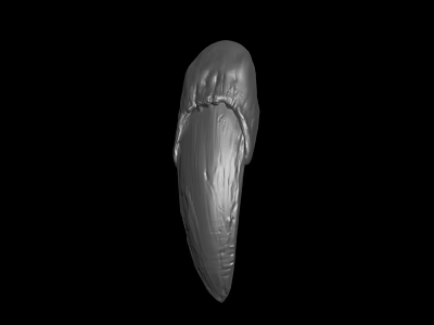 3D Model of Textured Shell Like Object on Black Background with Silver Gray Finish 3d model