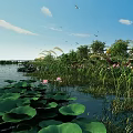 Serene Lake Landscape With Lotus Leaves Lotus Flowers Green Plants And Birds In Blue Sky