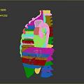 Colorful 3D Anatomical Model Of Limb Organs Featuring Muscles And Skeletal Structures