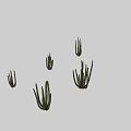 Different Types of Shrubs with Green Stems and Various Growth Forms Displayed