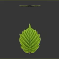 Fresh Green Plant Leaves With Detailed Veins On Gray Background And Reflection