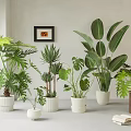 Indoor Potted Plants With Various Green Leafy Types In White Ceramic Pots For Home Decor