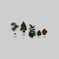 Various Green Plant Decorative Ornament Combination With White Pots And Lush Foliage