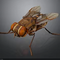 Polygonal Fly 3D Model with Large Red Eyes Transparent Wings and Detailed Legs