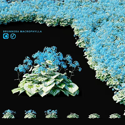 Brunnera Macrophylla Garden Accent Plant with Blue Flowers and Variegated Foliage for Shaded Garden Areas 3d model