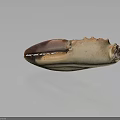 Crab Claw Organ With Red Beige Color And Fine Hairs Texture Details